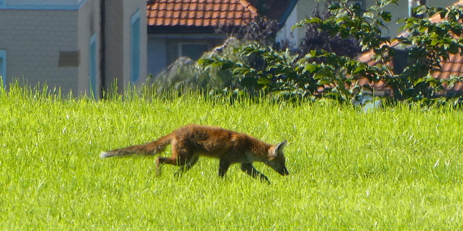 Ein Stadtfuchs l&auml;uft &uuml;ber eine Wiese.